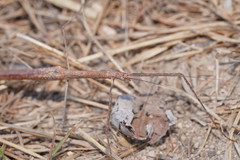 Scionecra milledgei