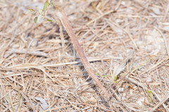 Scionecra milledgei