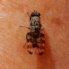 Pseudotephritis vau