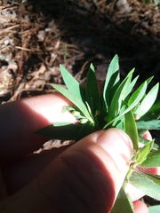 Dichanthelium ravenelii