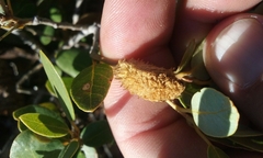 Heteroecus melanoderma