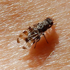 Pseudotephritis vau