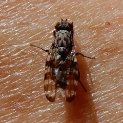 Pseudotephritis vau