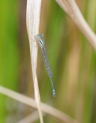 Austroagrion exclamationis