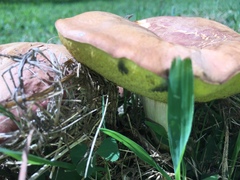Boletus harrisonii