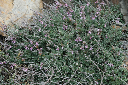 Teucrium subspinosum, photograph 6