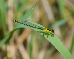 Ischnura pruinescens