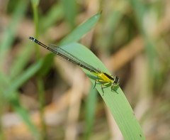 Ischnura pruinescens