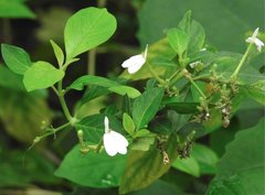 Rhinacanthus nasutus