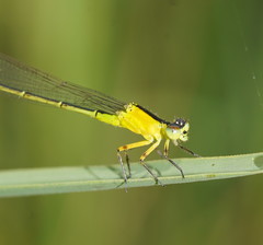 Ischnura pruinescens