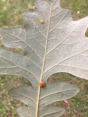 Harmonia axyridis