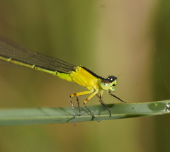 Ischnura pruinescens