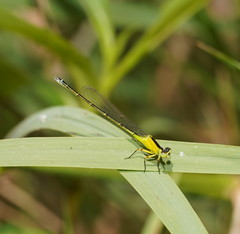 Ischnura pruinescens