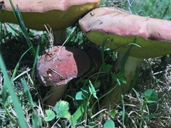 Boletus harrisonii