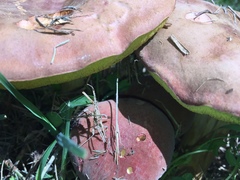 Boletus harrisonii