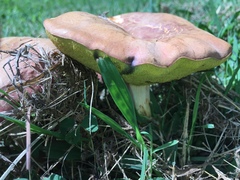 Boletus harrisonii
