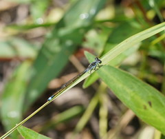 Ischnura pruinescens
