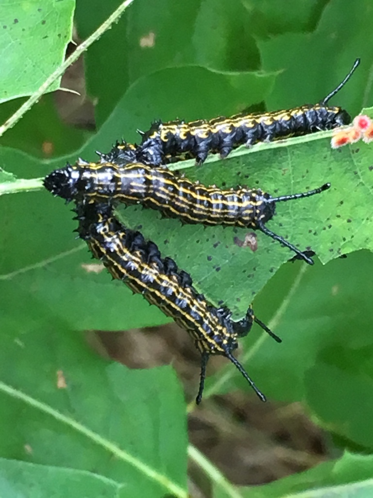 Orange-tipped and Yellow-striped Oakworm Moths
