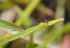Ischnura pruinescens