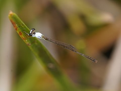 Agriocnemis dobsoni