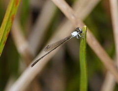 Agriocnemis dobsoni
