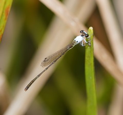 Agriocnemis dobsoni