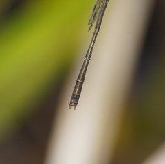 Agriocnemis dobsoni