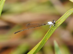 Agriocnemis dobsoni
