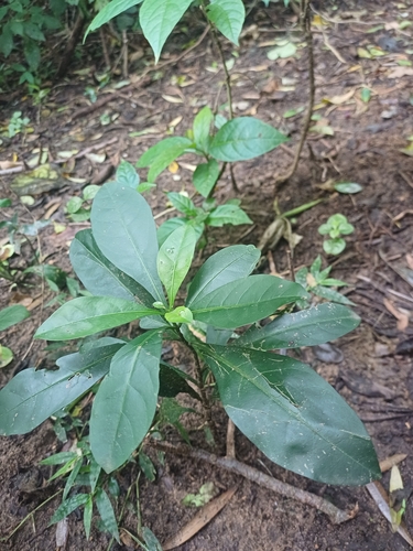 Solanum diphyllum