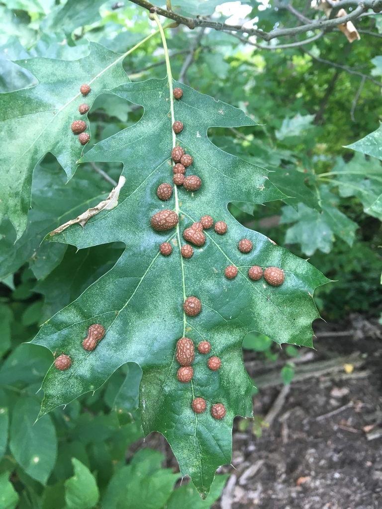 Oak Leaf Gall Midge