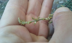 Arceuthobium campylopodum