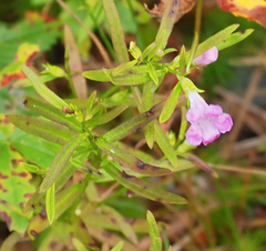 Agalinis neoscotica