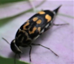 Hoshihananomia octopunctata
