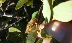 Heteroecus melanoderma