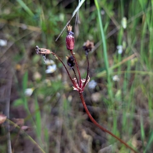 Mosquito Bills winter