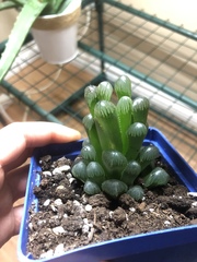 Haworthia