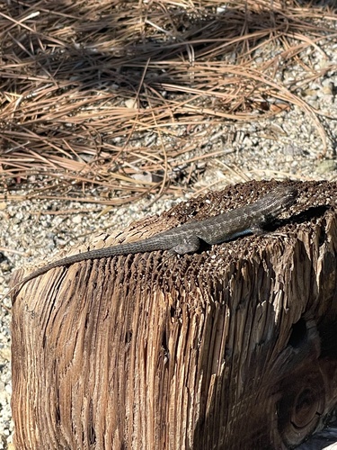 iNaturalist observation photo of Common Sagebrush Lizard