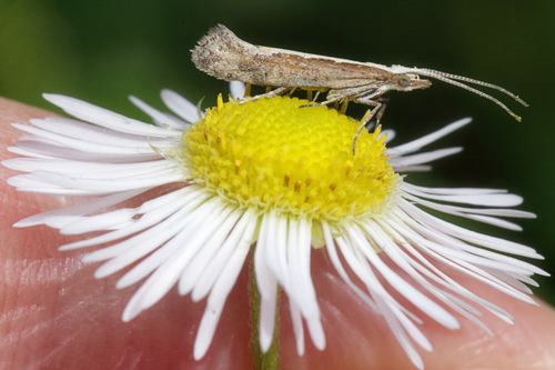 Diamondback Moth photo 5