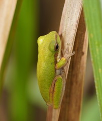 Litoria fallax