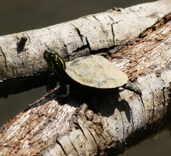Pseudemys rubriventris