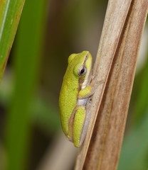 Litoria fallax