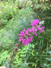 Lythrum salicaria