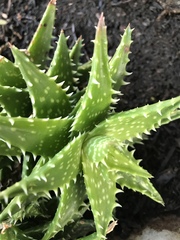Aloe juvenna