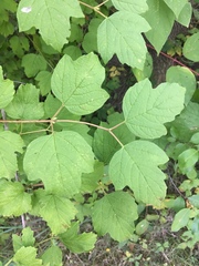 Viburnum opulus