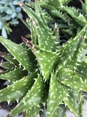 Aloe juvenna