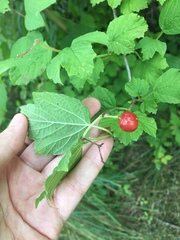 Viburnum opulus