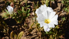 Nolana baccata