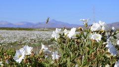 Nolana baccata