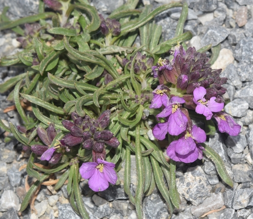 Foto de Violeta
