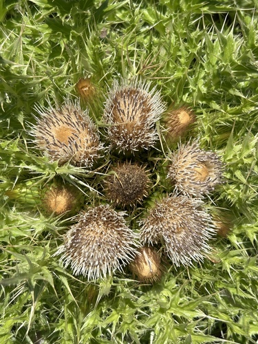 La Graciosa Thistle (Cirsium loncholepis)